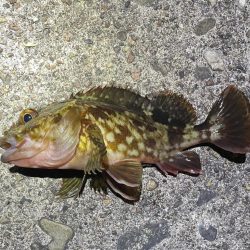 夕まずめ~アジング