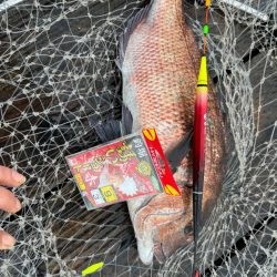 釣堀紀州で真鯛、シマアジ爆釣