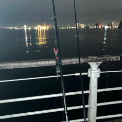 久しぶりのコスモ