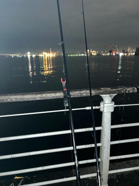 久しぶりのコスモ