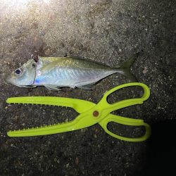 メバルを求めて釣りに行ったが・・・