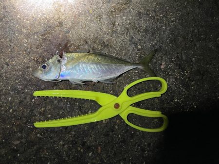 メバルを求めて釣りに行ったが・・・