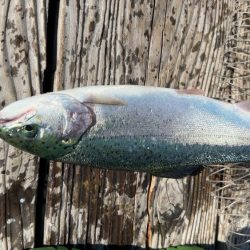 大寒波に海上釣堀!