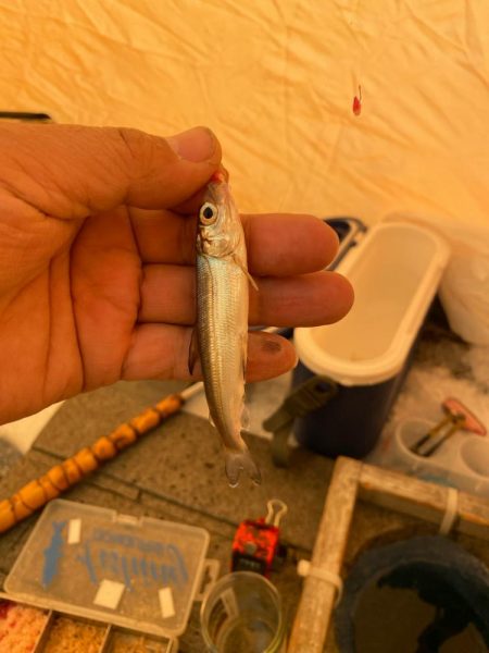 ワカサギ釣り&シナノユキマス釣り