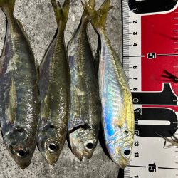 アジまだ居てる