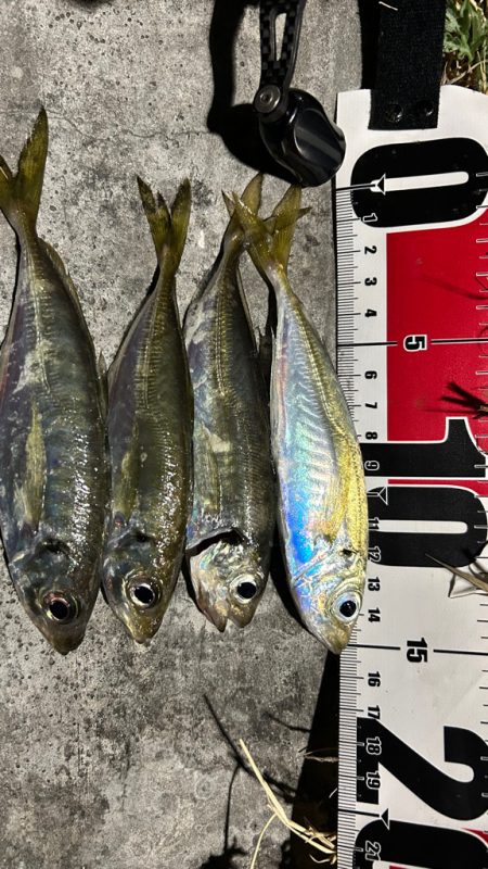 アジまだ居てる