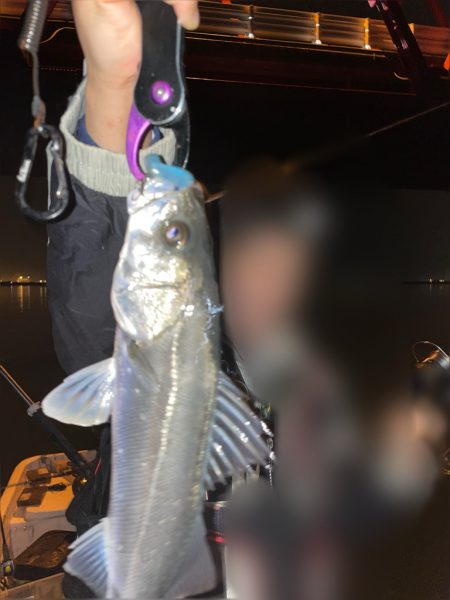 初釣りボートシーバス