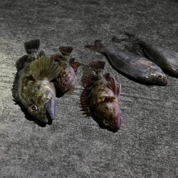 ガシラ好調です