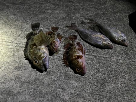 ガシラ好調です