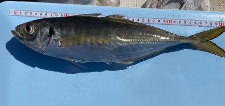 明石海峡デカ鯵×デカ鯖狙い