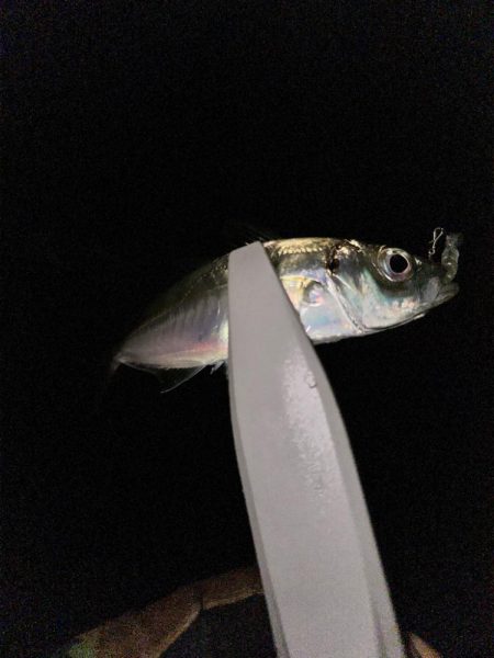 2024年第3戦ライトゲーム