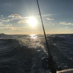 室津のカットウフグ