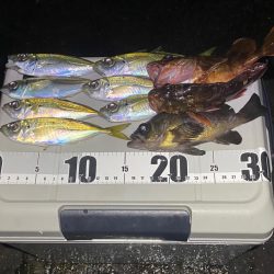 アジと根魚狙い