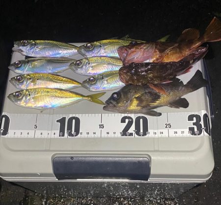 アジと根魚狙い