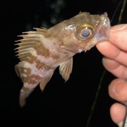 極寒メバリング