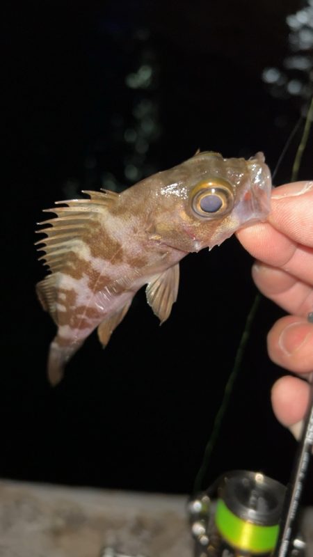 極寒メバリング