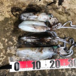 2024エギング開幕