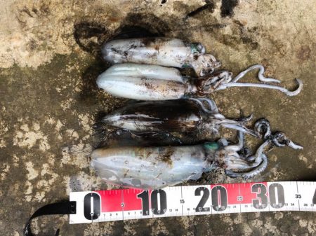 2024エギング開幕