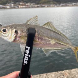 初場所爆風アジング！