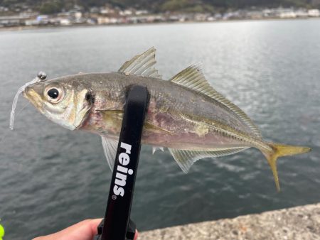 初場所爆風アジング！