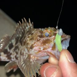 冬のタケノコ掘り♪