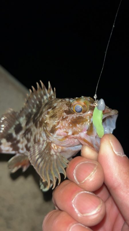 冬のタケノコ掘り♪