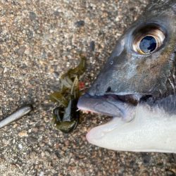 アーバンクローラー無双の日