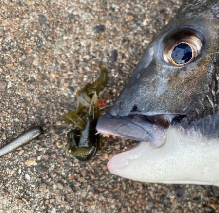 アーバンクローラー無双の日