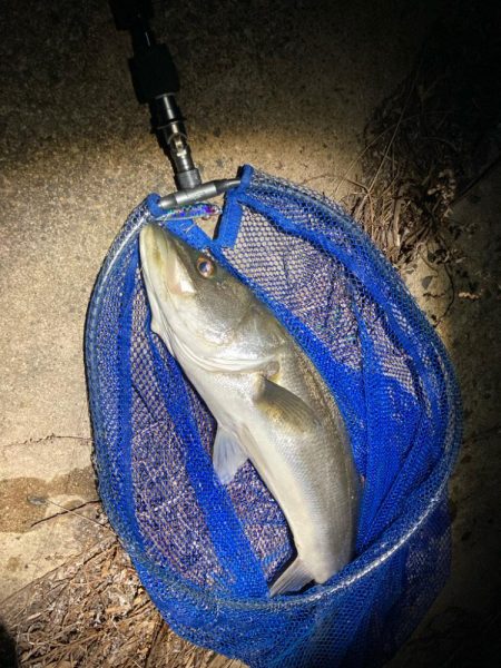 真冬のシーバスフィッシング