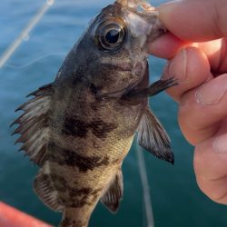 デイメバリング♪