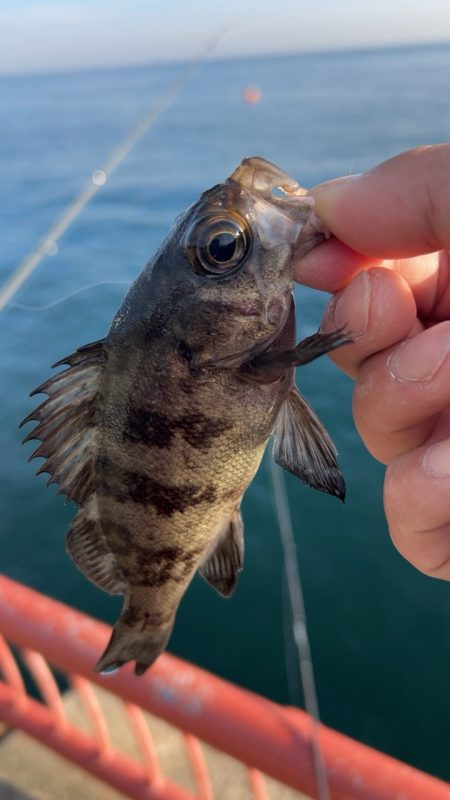 デイメバリング♪