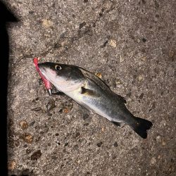 極寒爆風の中の1匹