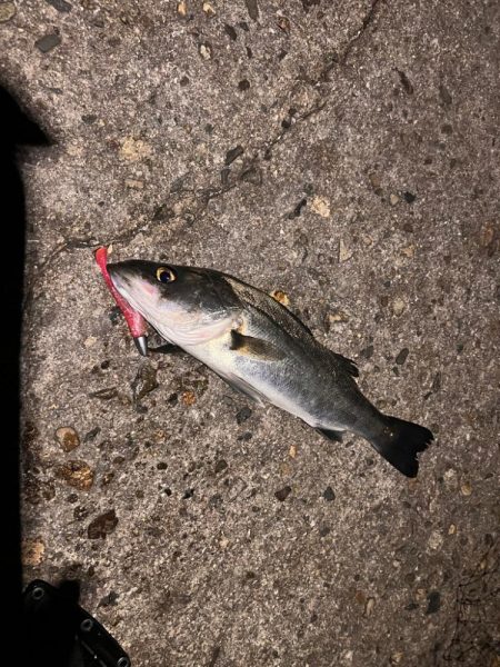 極寒爆風の中の1匹