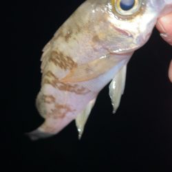 ちょい寒メバリング