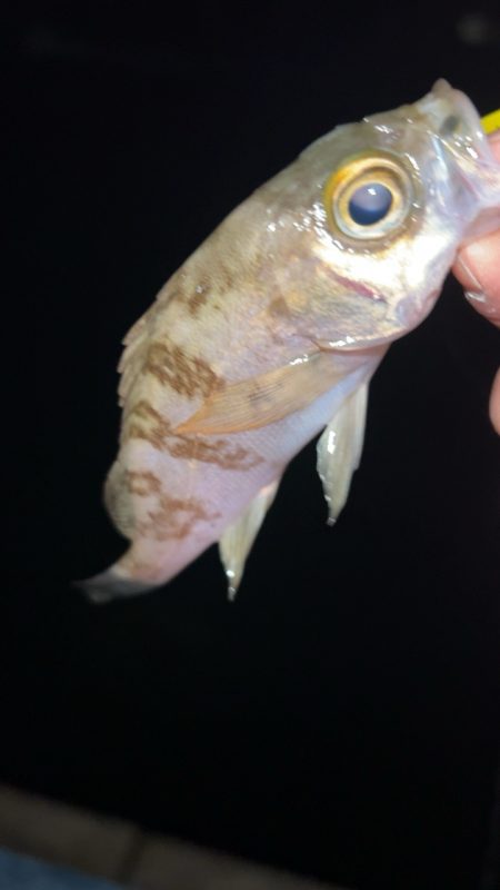 ちょい寒メバリング