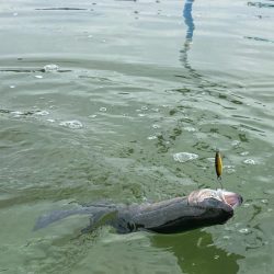 1月31日も放流ありで釣れ釣れ