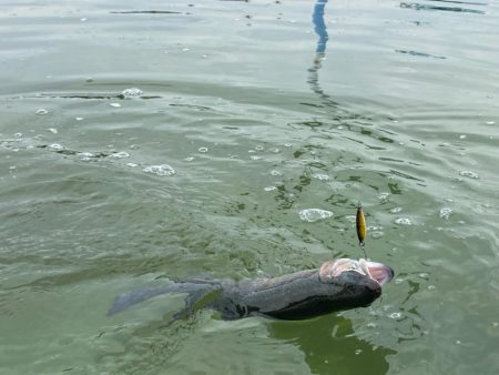 1月31日も放流ありで釣れ釣れ