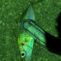 年始初アジング