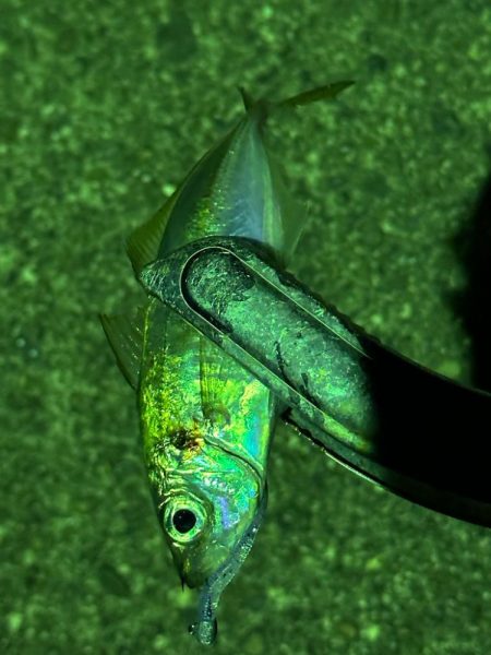 年始初アジング