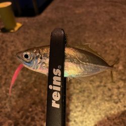 新年アジング初め!