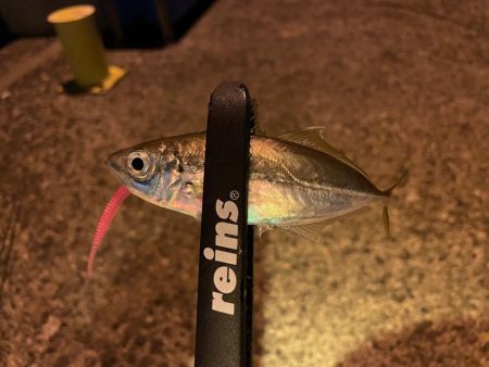 新年アジング初め!