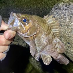 ナイトメバリング