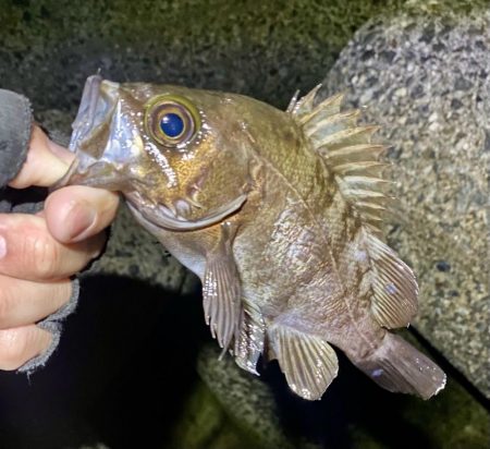 ナイトメバリング