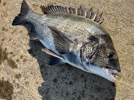 エビ撒きで初チヌ釣れました