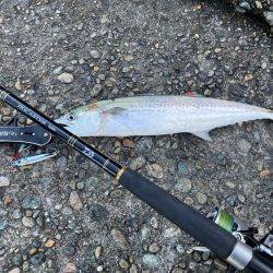 今シーズン初サゴシ