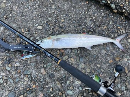 今シーズン初サゴシ