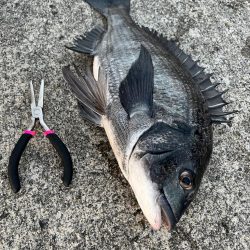 エビ撒きでセイゴ・チヌ釣れました