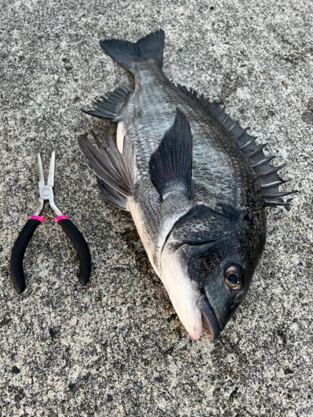 エビ撒きでセイゴ・チヌ釣れました