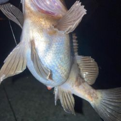 2024ライトゲーム第1戦