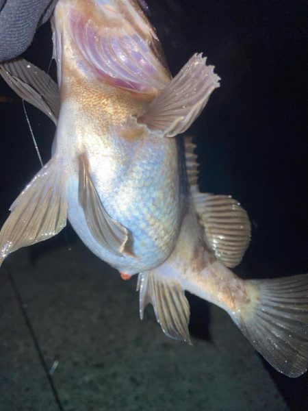 2024ライトゲーム第1戦